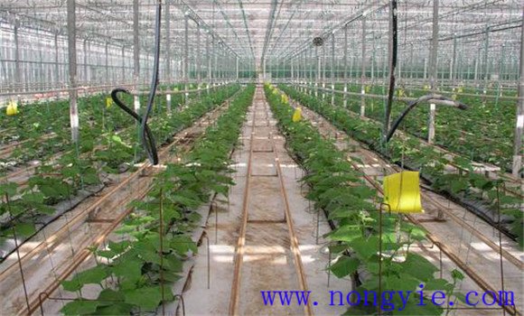 黃瓜無(wú)土栽培技術(shù)