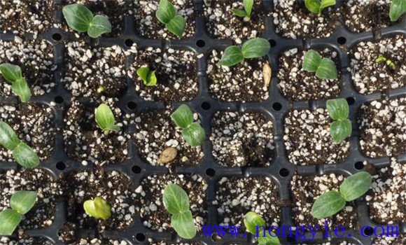 黃瓜的無(wú)土育苗技術(shù)