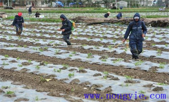 選地、整地、作畦