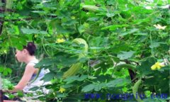苦瓜的田間管理用打叉嗎？苦瓜的田間管理技術(shù)