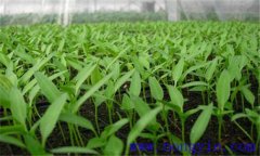 辣椒育苗方法和時間、步驟 辣椒育苗技術(shù)要點