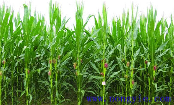 玉米穗期的主攻目標(biāo)是什么