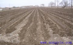 葉用枸杞的栽培方法，葉用枸杞怎么種植？