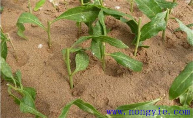 葉用枸杞扦插育苗方法