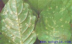 牛膝主要有哪些病蟲(chóng)害，分別如何防治？