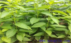 杜仲怎么育苗，杜仲有哪些繁殖方法？