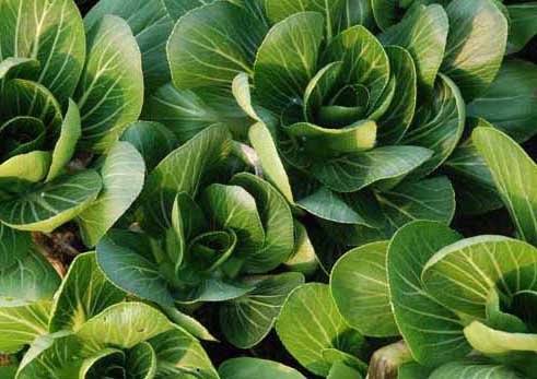 青菜的四季種植方法 蔬菜栽培技術(shù)