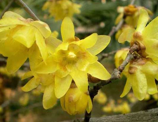 臘梅的花語是什么? 臘梅的養(yǎng)殖方法