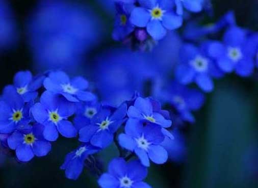 勿忘我的花語和故事傳說 勿忘我的養(yǎng)殖方法