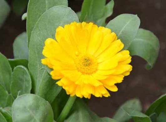 金盞菊種植技術 金盞菊怎么養(yǎng)