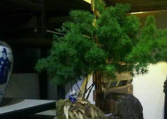 蓬萊松的價格及盆景養(yǎng)殖方法 蓬萊松的栽培技術