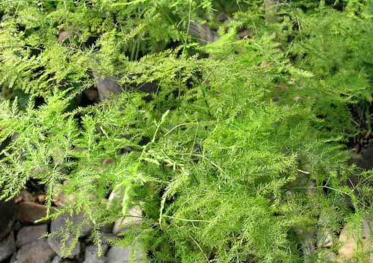 你知道文竹的花語(yǔ)是什么嗎? 文竹種植方法