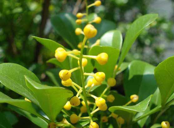 種植米蘭花應(yīng)注意什么? 蘭花怎么養(yǎng)