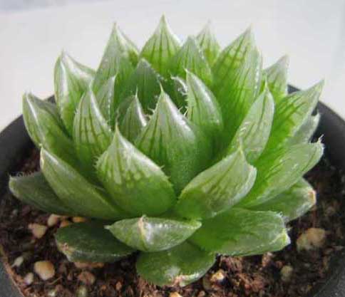 玉露怎么悶養(yǎng)? 花卉怎么養(yǎng)