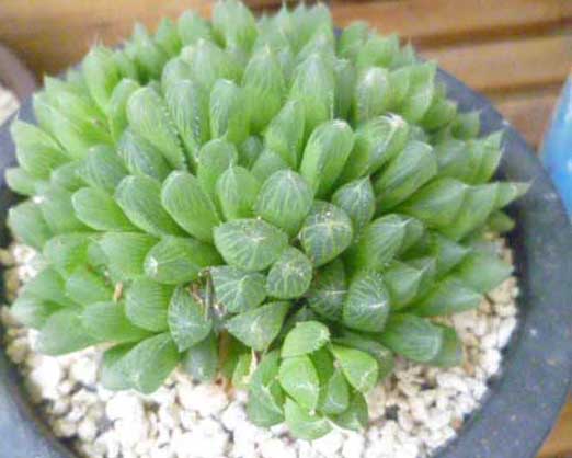 冰燈玉露的養(yǎng)殖方法 花卉的栽培技術(shù)