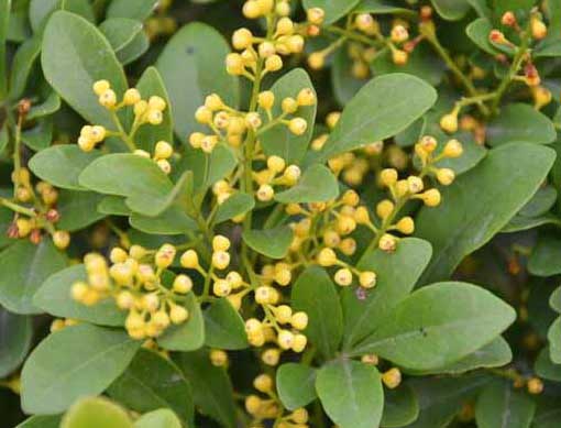 米蘭花掉葉子怎么辦? 蘭花掉葉子怎么辦