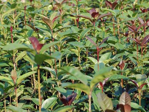 桂花樹苗的培育技術 桂花的養(yǎng)殖方法