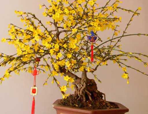 臘梅盆景的制作方法 臘梅種植方法