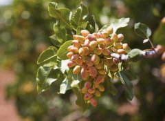 開(kāi)心果產(chǎn)地是那些地方？