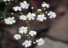 滿天星怎么養(yǎng)?