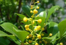 種植米蘭花應(yīng)注意什么？