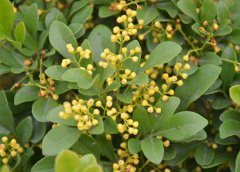 米蘭花掉葉子怎么辦？