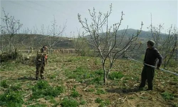 核桃樹(shù)修剪時(shí)間