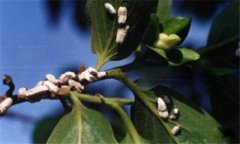 柿長(zhǎng)綿粉蚧的危害癥狀與防治方法