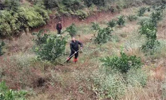 套種綠肥、改良土壤