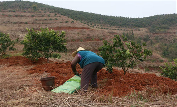 套種綠肥、改良土壤