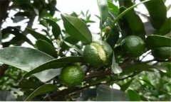 臍橙主要病害:裂果、日灼病和臍黃病的防治方法