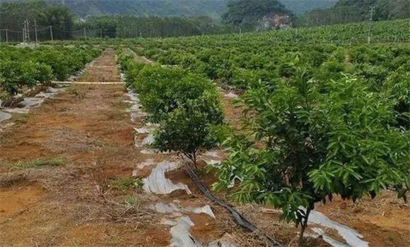 柑橘的土、肥、水管理