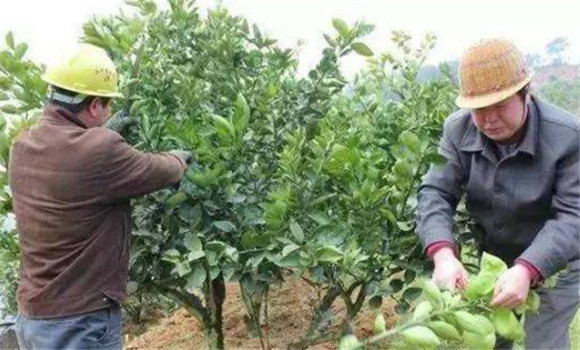 抹除夏梢，促進秋梢