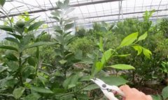 春季紅肉蜜柚?；ū９夹g(shù)措施