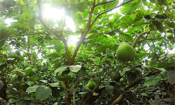 花期、幼果期適量肥水和溫度