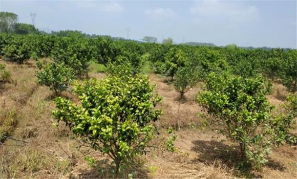 如何恢復(fù)柑橘黃化樹(shù)樹(shù)勢(shì)