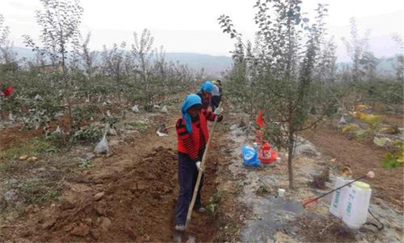 冬肥秋施，壯根保葉