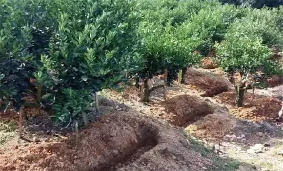 柑園追肥，需開溝條施