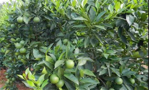 柑桔喜溫暖，忌霜凍