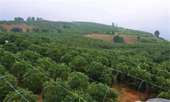 高標(biāo)準(zhǔn)建園，推行深根栽培