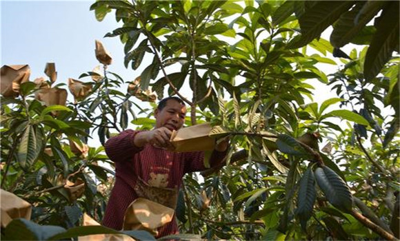 疏果套袋，提高質(zhì)量