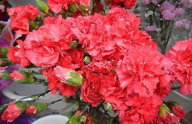 康乃馨的生長習(xí)性 康乃馨養(yǎng)殖方法