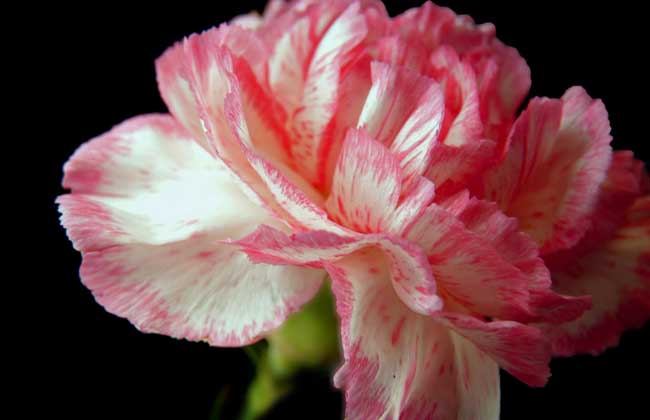 康乃馨的養(yǎng)殖方法-康乃馨圖片 康乃馨怎么養(yǎng)