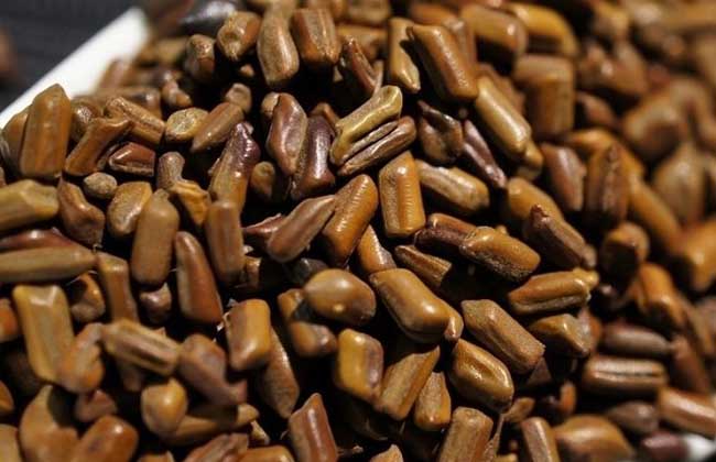 孕婦能喝決明子茶嗎 決明子的作用