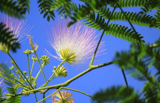 合歡花什么時(shí)候開 合歡花