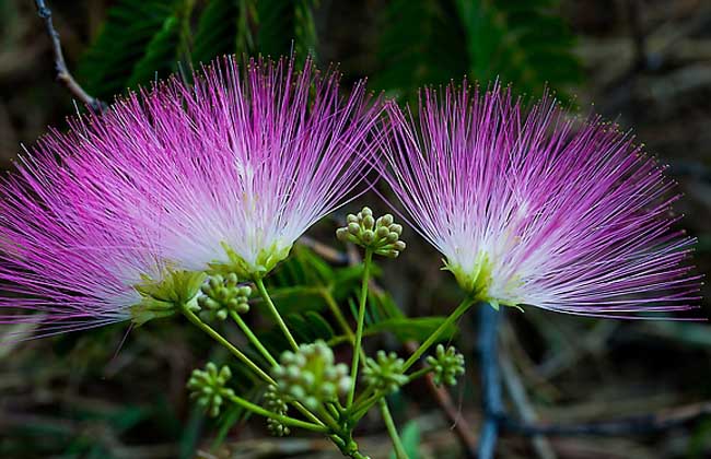 合歡花的傳說 合歡怎么養(yǎng)