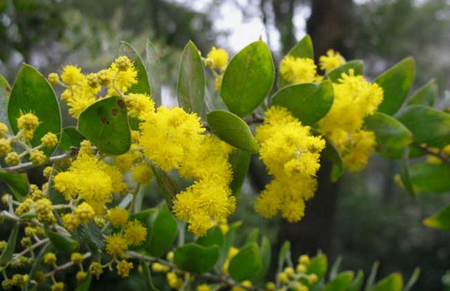 金合歡簡介及圖片 合歡養(yǎng)殖方法