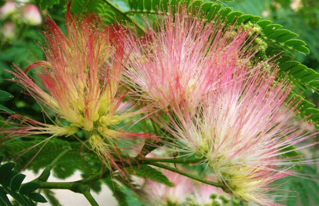 合歡花簡介及圖片 合歡花圖片