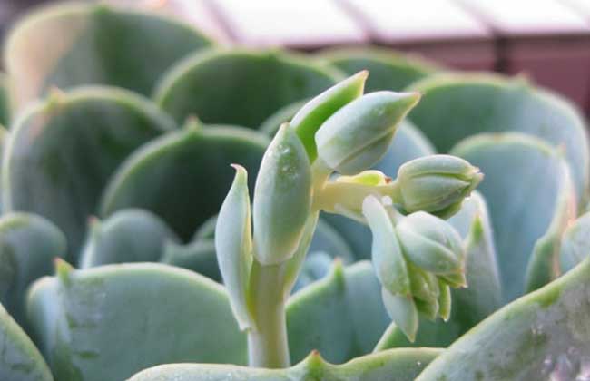 觀音蓮開花嗎? 花卉怎么養(yǎng)