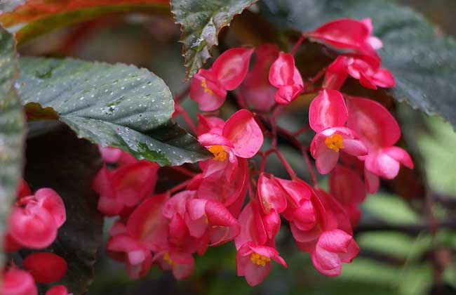 竹節(jié)海棠圖片 海棠種植方法